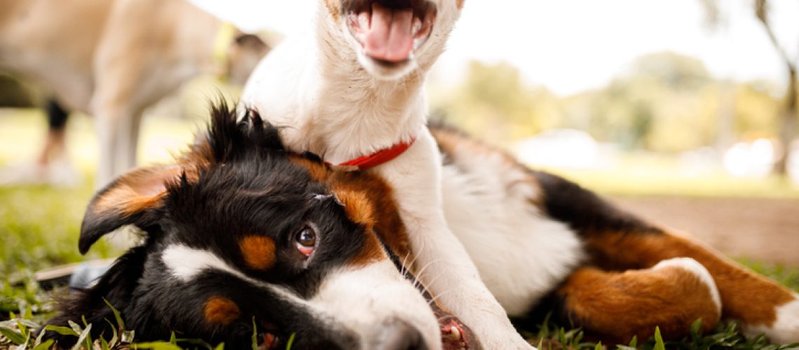 animais de estimação